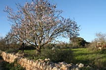 Mandelbluete auf Mallorca im Februar