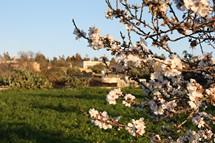 Mandelbluete auf Mallorca im Februar