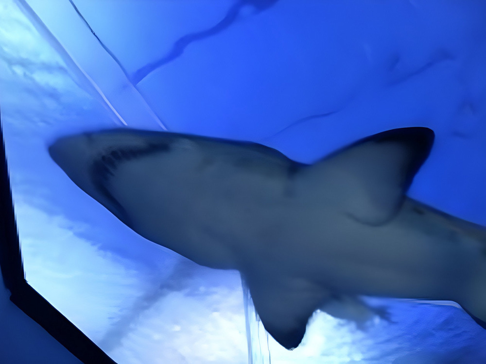 pa aquarium 02 1000
